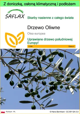 Zdjęcie produktu dla SAFLAX - Garden to go - Drzewo Oliwne - 20 Nasiona - Z doniczką, pokrywą klimatyczną i podłożem do uprawy - Olea europea