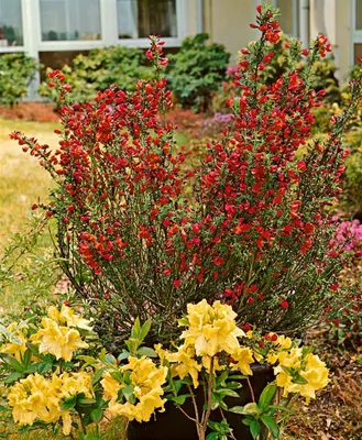 Produktbild von Cytisus scoparius 'Killiney Red', Besenginster, rot, 60–80 cm