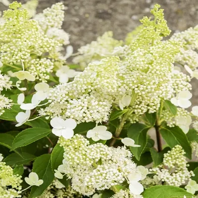 Produktbild von Blütenstrauch für Garten blühend Beet Rispenhortensie Magical Himalaya- Topf
