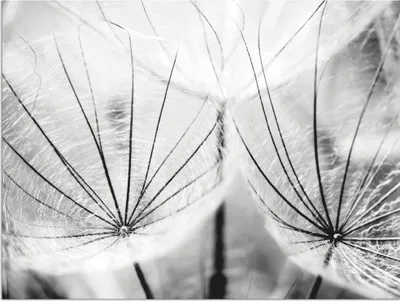 Produktbild von ARTland Wandbild Alu für Innen & Outdoor Pusteblume in schwarzweiß Größe: 40x30 cm