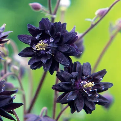 Obrázek produktu pro Aquilegia Orlik Plný Double Černý 1 ks Sazenice Sazenice Orliky