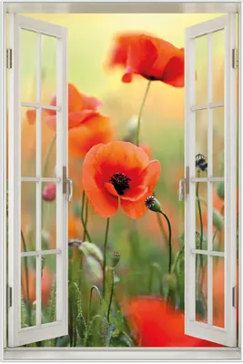 Produktbild von Wallario Wandbild mit Fenster-Illusion: Mohnblumenblüten, Größe: 61 x 91,5 cm, Poster mit weißem Aluminiumrahmen