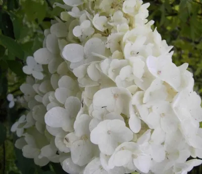 Produktbild von Rispenhortensie Silver Dollar - Hydrangea paniculata Silver Dollar - 40-60cm