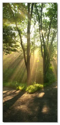 Produktbild von Wallario selbstklebende Türtapete 93 x 205 cm - Weggabelung im Sonnenschein - Abwischbar, rückstandsfrei zu entfernen