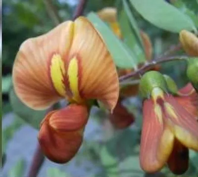 Produktbild von Gelber Blasenstrauch - Colutea arborescens - Ursprungsart - 60-100cm