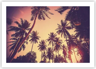 Produktbild von Poster - Poster ohne Rahmen - Palmen Himmel Sonne - 70x50 cm - Wand Bild - Wanddeko - Wandbilder - Kunstposter - Wandposter - Bilder - Kunstdruck - Wanddekoration - Wandbild - P2XAA70x50-4220