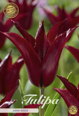 Artikelbild 2 von 'Tulpe Sarah Raven (7 Stück)' aus der Kategorie Tulpenzwiebeln