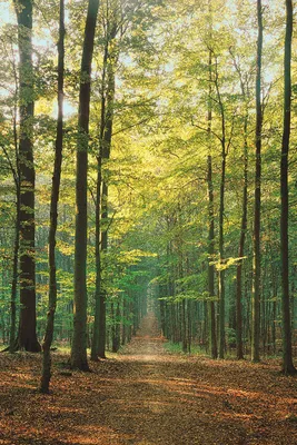 Image de Forêts - Chemin forestier été - Poster Affiche Impression - Taille 61x91,5 cm