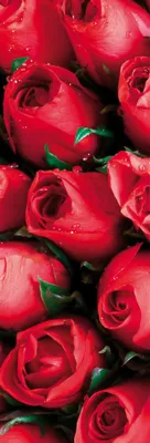 Produktbild von Rosen Kunstdruck Bild - Rote Rosen, Blütenmeer (91 x 30 cm)