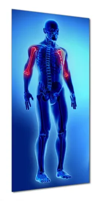 Produktbild von Wallario selbstklebende Duschrückwand 80 x 180 cm mit Motiv Anatomie Mensch  Oberarmknochen - Wandverkleidung mit Hochglanzlaminat in Glasoptik