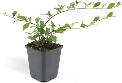 Image de Couvre-sol - Cotoneaster dammeri 'Major' - Pot de 9cm - Set de 12 plantes