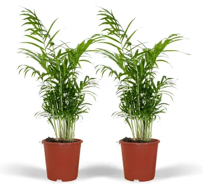 Immagine prodotto di Chamaedorea Elegans - Palma di montagna messicana | 2 pezzi - 45-55cm - Ø17cm - Pianta d'appartamento - Sempreverde - Multideal