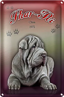 Produktbild von Blechschild Hund 20x30cm Shar-Pei China 1972