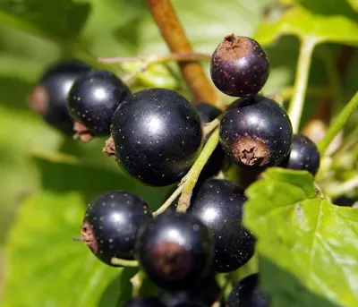Produktbild von Dehner Johannisbeere Schwarze Perle, Busch, schwarze Früchte, ca. 70-80 cm, Beerenstrauch