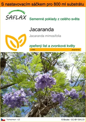 Obrázek produktu pro SAFLAX Garden in the bag - jacaranda - Jacaranda mimosifolia - 50 Semena - S pěstebním substrátem v praktickém samovztyčovacím sáčku