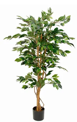 Obrázek produktu pro Ficus Benjamina zelený 150cm, exkluzivní květináč - zelený