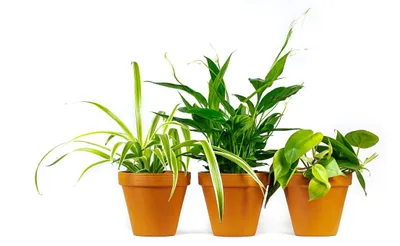 Obrázok produktu pre Gardners Set nenáročných pokojových rostlin