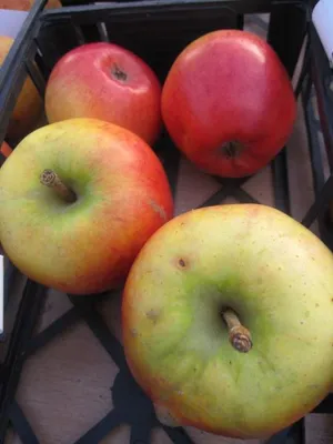 Produktbild von Herbstapfel Ecolette - Malus domestica - 140-150cm