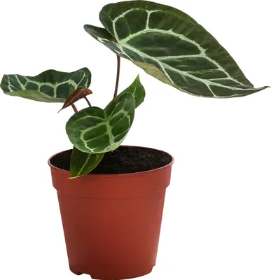 Produktbild von Dehner Herzblattblume, Anthurium crystallinum, pflegeleicht, ca. 25 cm, Ø Topf 12 cm, Zimmerpflanze