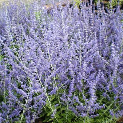 Obrázok produktu pre 2 x  Modrá verbena  - Perovskia 'Blue Spire'  | 30-40 cm v kontajneri