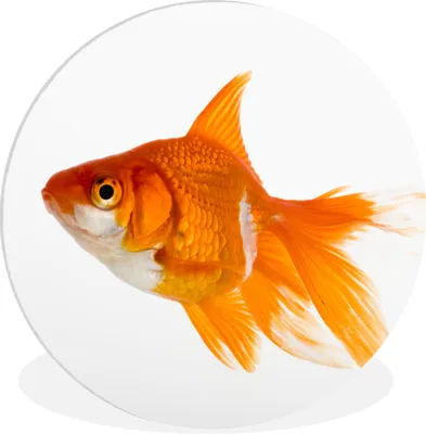 Produktbild von MuchoWow® Rundes Wandbild - Runde Bilder Goldfisch - Fisch - Weiß Ø 90 cm Kreis Wanddekoration Kunststoff - Wandkreis - Wandschmuck - Wand-Kreis - Wohnzimmer - Bild - Runde - Wanddeko - Dibond - Kunstdrucke