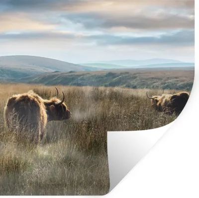 Produktbild von MuchoWow® Wandtattoo Wandsticker Wandaufkleber Schottische Highlander - Nebel - Gras 50x50 cm Selbstklebend und Repositionierbar - Selbstklebend - Fototapeten