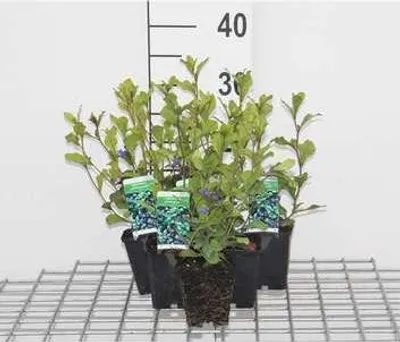 Image de 6 x Ceratostigma plumbaginoides - Hornflower - Pot 9 x 9 cm