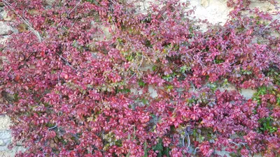 Image de Trachelospermum jasminoides 'Rosea' / Jasmin étoilé