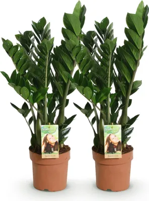 Obrázek produktu pro Zamioculcas 2 nenárocné rostliny ZZ, výška 17cm, 65 - 75cm, pokojová rostlina