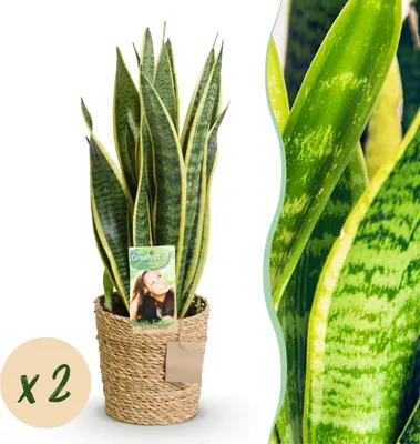 Produktbild von Green boutiQ - Zimmerpflanzen - Sansevieria Laurentii - Schwiegermutterzunge - Pflegeleicht - mit Korb - Grün - Gelb - 2 Pflanzen - Topf 17cm - Höhe 60-70cm