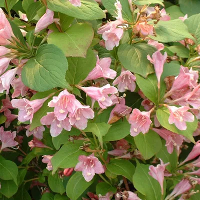 Obrázok produktu pre 2 x  Weigelie  - Weigela 'Rosea'  | 50-60 cm v kontajneri