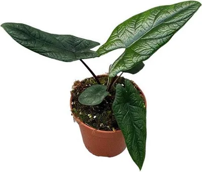 Obrázek produktu pro Gardners Alocasia Scalprum, průměr 14 cm