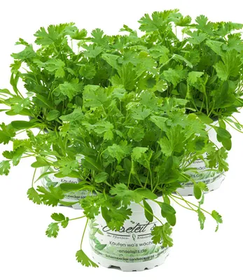 Produktbild von Enseleits 3er Set Koriander Coriandrum sativum