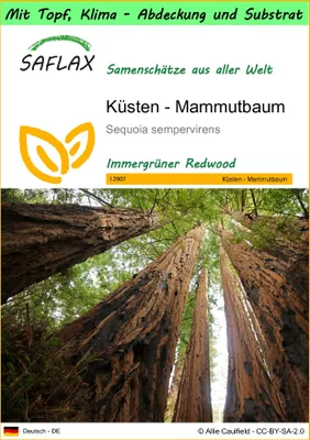 Produktbild von SAFLAX Garden to go - Küsten - Mammutbaum - Sequoia sempervirens - 50 Samen - Mit Topf, Klima - Deckel und Anzuchtsubstrat