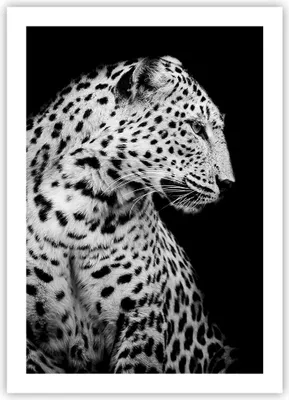Produktbild von Poster - Poster ohne Rahmen - Leopard Panther Katze - 50x70 cm - Wand Bild - Wanddeko - Wandbilder - Kunstposter - Wandposter - Bilder - Kunstdruck - Wanddekoration - Wandbild - P2XPA50x70-4919