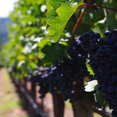 Produktbild von Weinrebe Zilga 2L Topf, frost- & krankheitsresistent, Reifezeit Mitte August