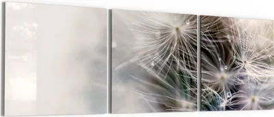 Produktbild von DEQORI Glasbild Echtglas 3x50x50 cm 'Detailaufnahme Pusteblume' Wandbilder XXL groß