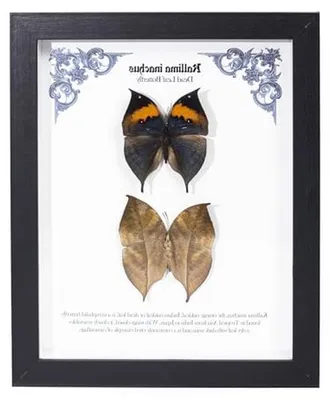 Productafbeelding van Geprepareerde vlinder, echte vlindertentoonstelling, 2 dode vlinders van voor en achter in het frame (Kallima inachus, 28 × 23 × 3 cm)