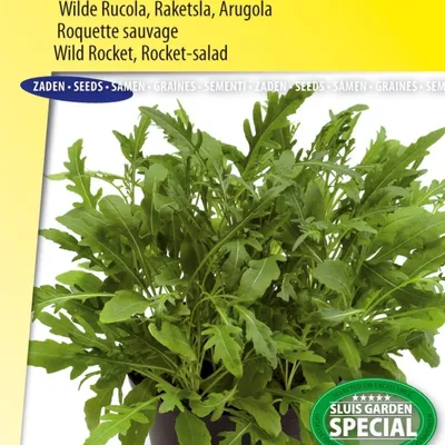 Produktbild von Wilde Rucola-Sylvesta-Samen – nussiger Geschmack, schnelles Wachstum – ideal für Salate und Käsegerichte
