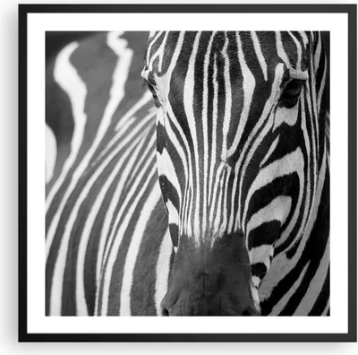 Produktbild von Gerahmtes Poster - Schwarzer Rahmen - Tiere Zebra gestreift - 60x60 cm - Wand Bild - Wanddeko - Wandbilder - Kunstposter - Wandposter - Bilderrahmen - Bilder - Kunstdruck - Wandbild - P2BAC60x60-2254
