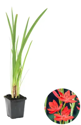 Produktbild von Schizostylis Coccinea, Kaffernlilie, Rot, 30-40 cm, Topf 9 cm