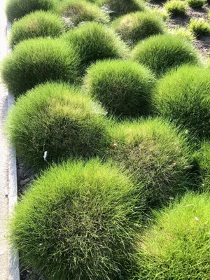 Image de 6 x Festuca Gautieri - Fétuque à peau d'ours en pot de 9x9cm
