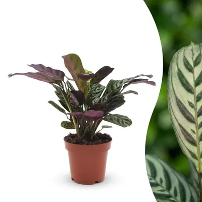 Produktbild von Ctenanthe Burle Marxii – Fischgrätenpflanze - 30cm - Ø12cm