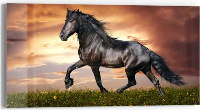 Produktbild von DEQORI Glasbild Echtglas 60x30 cm 'Schwarze Perle Frieslands' Wandbild Bild modern Deko