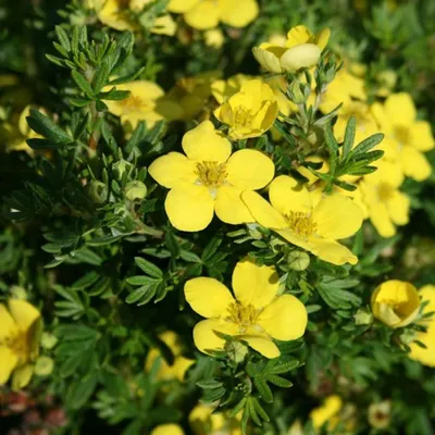 Obrázok produktu pre 2 x  Potentilla fruticosa 'Goldteppich'  | 25-30 cm v kontajneri