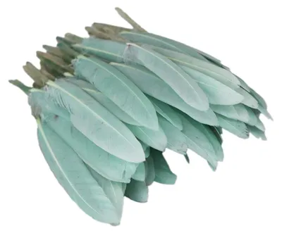 100 Gänsefedern, 10-15 cm, Naturfedern für DIY-Basteln