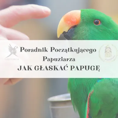 Zdjęcie produktu dla Poradnik ParrotPlanet - JAK GŁASKAĆ PAPUGĘ - Poradnik Początkującego  Papuziarza