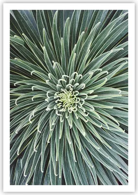 Produktbild von Poster - Poster ohne Rahmen - Agave Grün Pflanze - 70x100 cm - Wand Bild - Wanddeko - Wandbilder - Kunstposter - Wandposter - Bilder - Kunstdruck - Wanddekoration - Wandbild - P2XPA70x100-4905