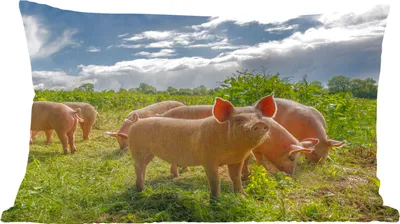 Produktbild von MuchoWow® Zierkissen Sofakissen Wohnzimmer Dekokissen 50x30 cm Schweine - Gras - Wolken - Wohnzimmerdekoration - Polster mit Photo
