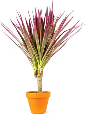 Obrázek produktu pro Gardners Dracaena marginata Bicolor, průměr 6-7 cm